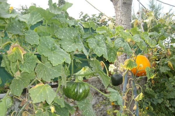 Courge grimpante, astuce jardinage en permaculture