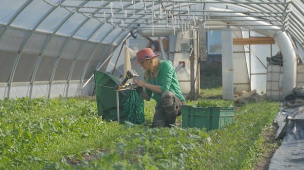Une micro-ferme en maraîchage biologique, productive, rentable à travers un film documentaire.
