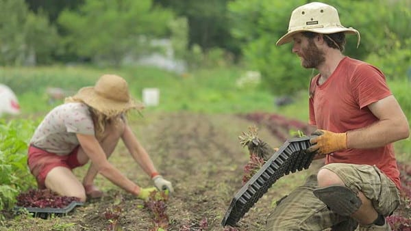 Une micro-ferme en maraîchage biologique, productive, rentable à travers un film documentaire.
