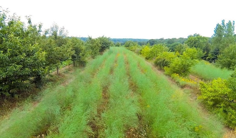 La ferme « New Forest Farm » dans le Wisconsin de Mark Shepard