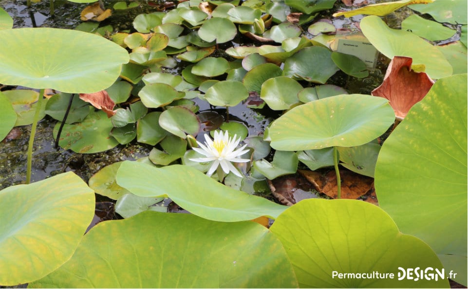 Pratiquer une bonne gestion de sa ressource en eau est primordial en permaculture !