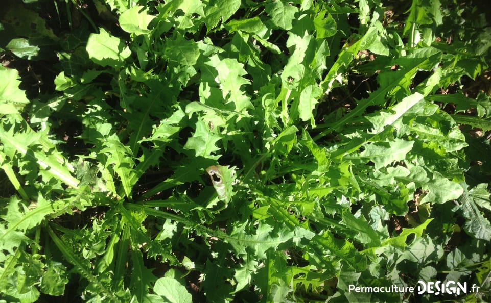 Les plantes sauvages comestibles et médicinales sont des trésors de nutriments et de soins pour notre santé.