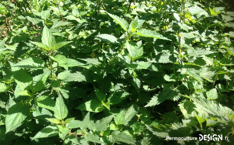 Les plantes sauvages comestibles et médicinales sont des trésors de nutriments et de soins pour notre santé.