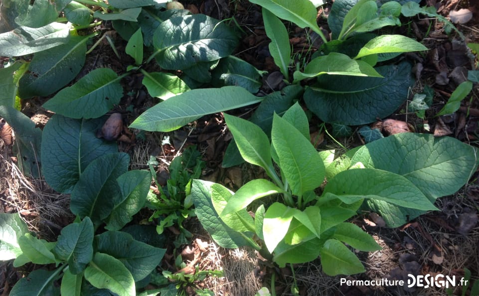 Les plantes sauvages comestibles et médicinales sont des trésors de nutriments et de soins pour notre santé.
