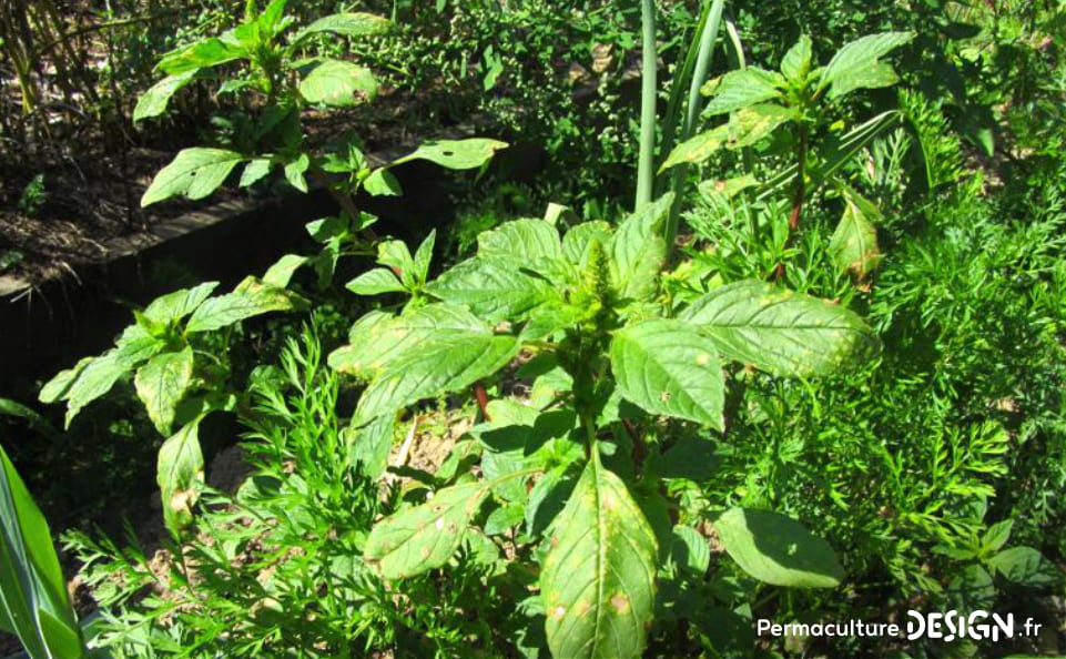 Les plantes sauvages comestibles et médicinales sont des trésors de nutriments et de soins pour notre santé.