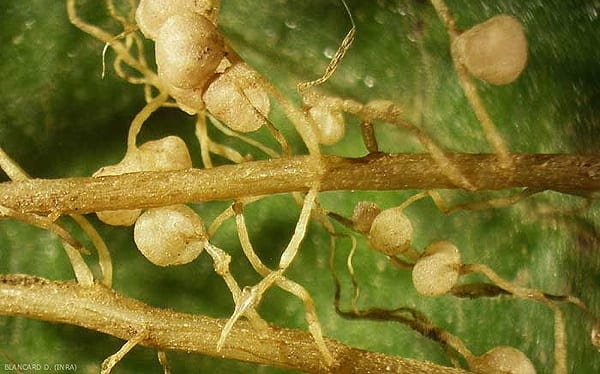 L'azote est essentiel à la vie et la fertilité de nos jardins en permaculture car c'est un nutriment pour la croissance de nos plantes.