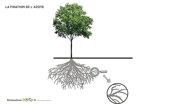 L'azote est essentiel à la vie et la fertilité de nos jardins en permaculture car c'est un nutriment pour la croissance de nos plantes.