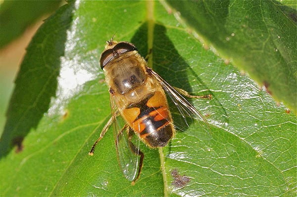 abeilles-pollinisateurs-recoltes-permaculture-design_06