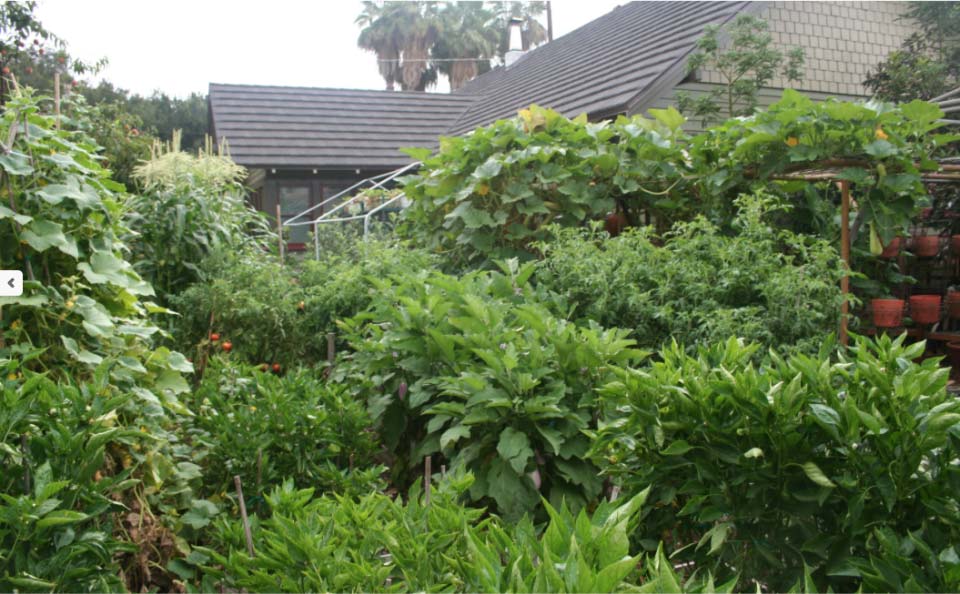 Avec sa petite ferme urbaine à Pasadena en Californie, la famille Dervaes développe son autonomie alimentaire et tend vers l’autosuffisance.