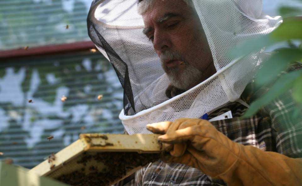 Avec sa petite ferme urbaine à Pasadena en Californie, la famille Dervaes développe son autonomie alimentaire et tend vers l’autosuffisance.