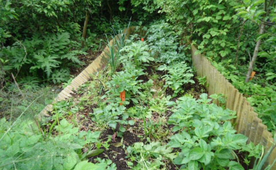 Le jardin-forêt en permaculture des fraternités ouvrières de Mouscron en Belgique produit des fruits et légumes en abondance toute l’année.