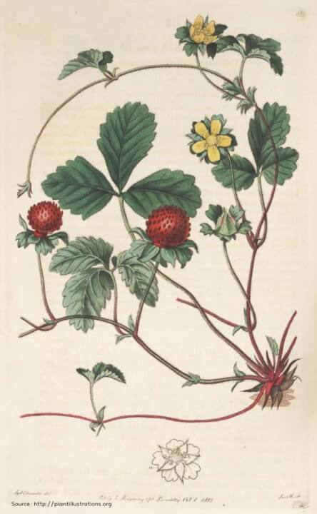 Le fraisier des Indes est une plante servant de couvre-sol vivant très utile en permaculture.