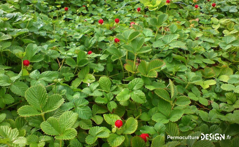 Le fraisier des Indes est une plante servant de couvre-sol vivant très utile en permaculture.