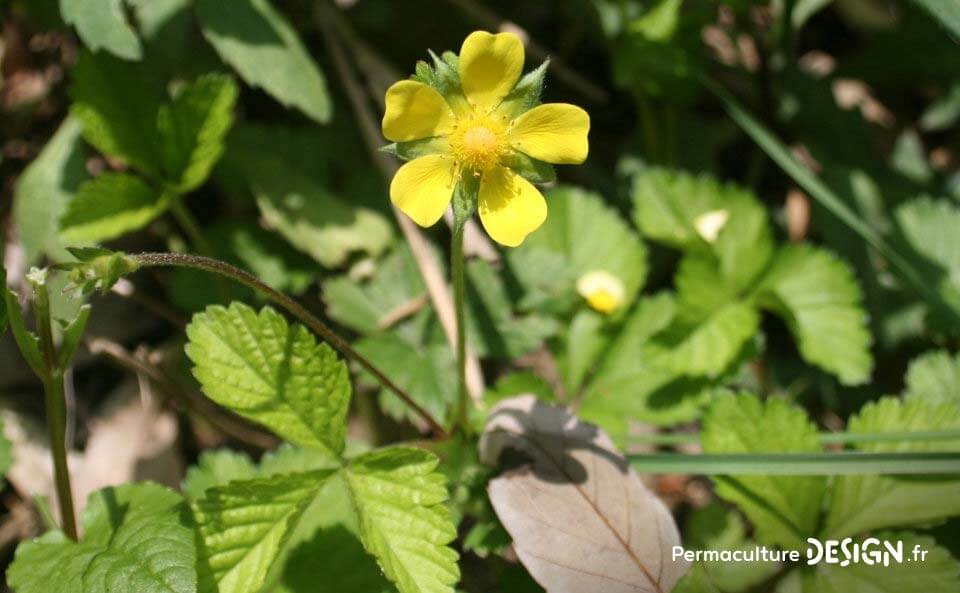 Le fraisier des Indes est une plante servant de couvre-sol vivant très utile en permaculture.