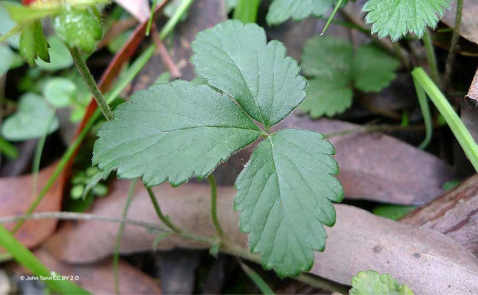 Le fraisier des Indes est une plante servant de couvre-sol vivant très utile en permaculture.