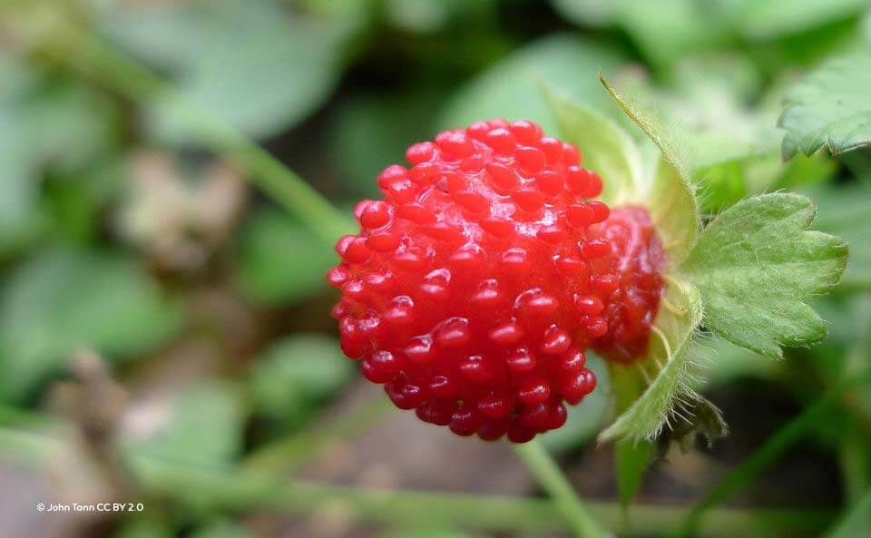 Le fraisier des Indes est une plante servant de couvre-sol vivant très utile en permaculture.