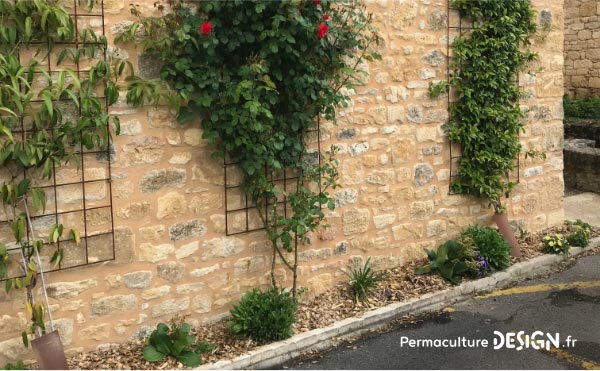 Les plantes grimpantes sont très intéressantes dans un jardin en permaculture.