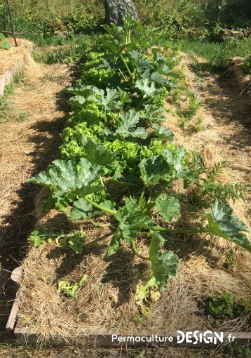Quand on parle de paillage au jardin ou encore de paillis ou de mulch, difficile d’y voir clair. Pour vous aider voici un guide complet sur les paillages au jardin pour bien les choisir !