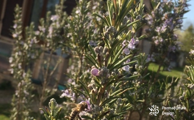 Abeille domestique butinant une fleur de romarin. Fleurissant dès janvier/février et jusqu’au mois d’avril, le romarin offre une nourriture plus que bienvenue à tous les pollinisateurs en cette période de « disette ».