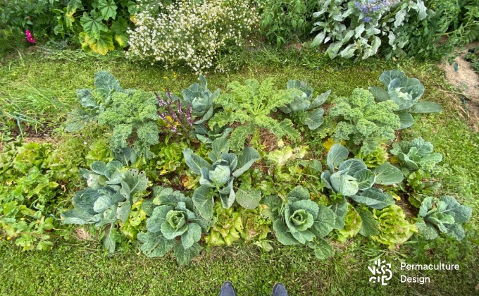 Exemple, chez Benjamin, d’une petite zone cultivée intensément avec tout l’espace occupé par des légumes et plantes aromatiques diverses. Illustration extraite de la formation en ligne « le potager Perma+ ».