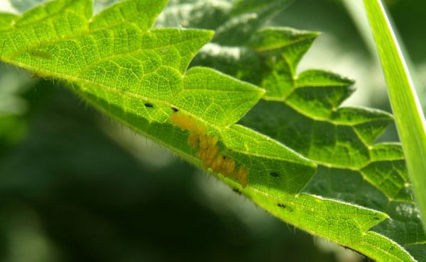 Œufs de coccinelle sur le revers d’une feuille d’ortie.