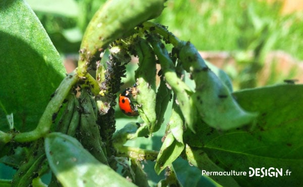 Coccinelle en plein festin au sommet d’une tige de fève infestée de pucerons !