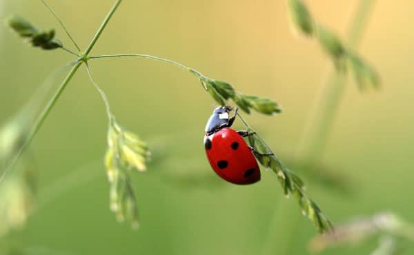 Observer les coccinelles au jardin : un vrai plaisir simple, à partager en famille !