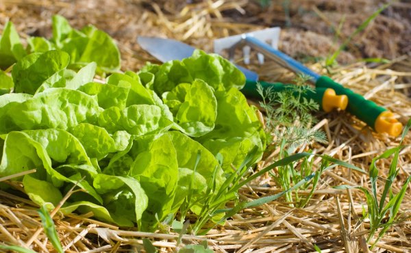 La paille est un paillage polyvalent qui sert souvent au potager.
