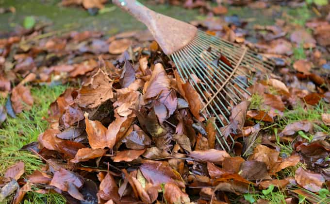 Quand on se met à observer son site et ses alentours, on se rend compte que de nombreux « déchets » sont en fait de super ressources pour pailler ou mulcher le sol de notre jardin !!