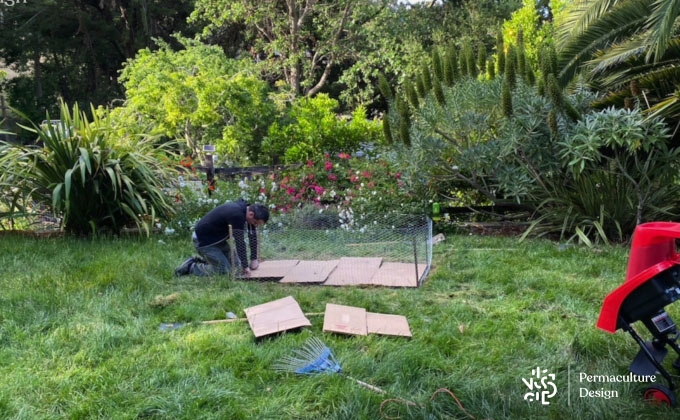 Réalisation de lasagnes en permaculture dans le jardin.
