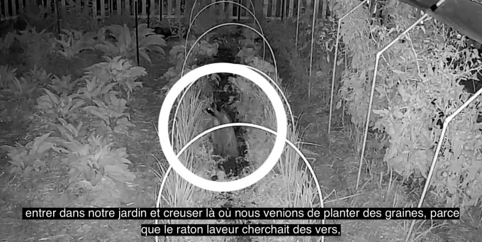 Raton laveur dans potager en permaculture.