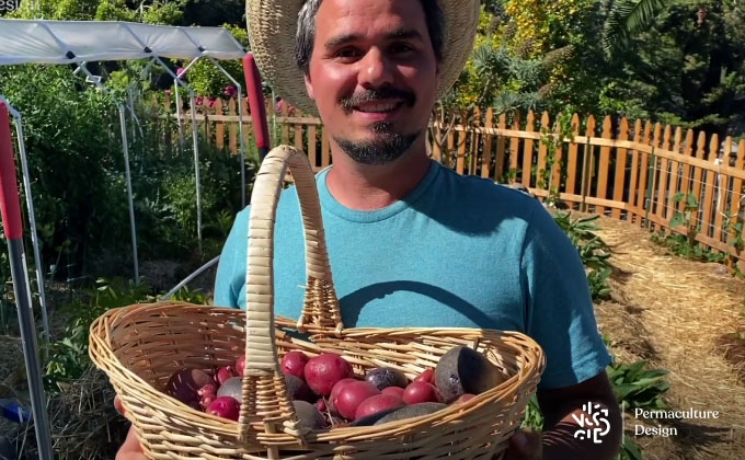 Panier de légumes issue du potager en permaculture.