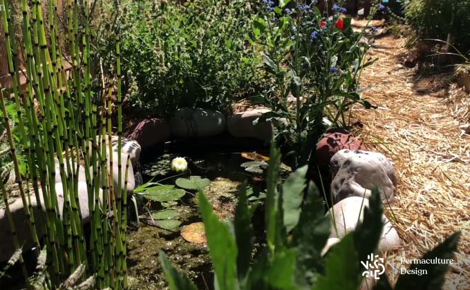 Mare dans jardin permaculture.
