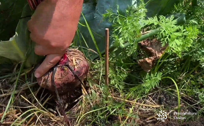 Potager permaculture légumes.