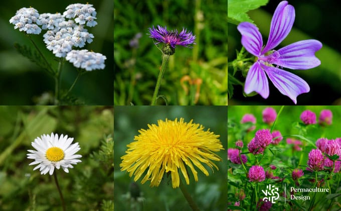Fleurs sauvages comestibles : trèfles, pâquerettes, pissenlits, achillée, mauve, centaurée…