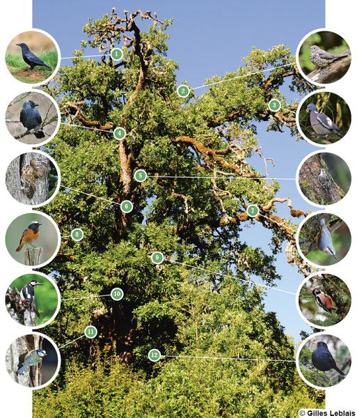 photo de vieux chêne avec grande diversité d’oiseaux pour lesquels il est essentiel ! Image tirée du livre Branchages et bois mort, de Gilles Leblais, éditions Terre vivante