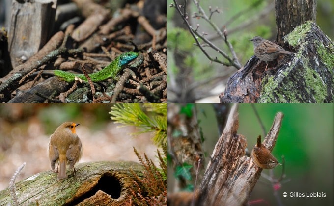 Auxiliaires du potager attirés par une structure de bois mort inspirée de la haie sèche ou de Benjes : le lézard vert (en haut à gauche), l’accenteur mouchet (en haut à droite), le rouge-gorge (en bas à gauche) ou encore le troglodyte mignon (en bas à droite).
