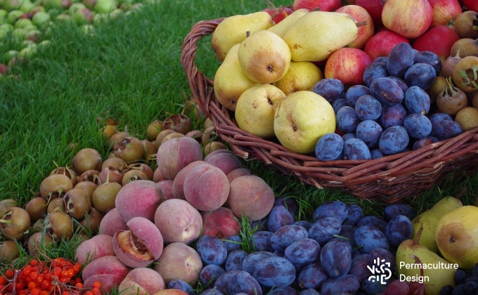 Abondante récolte de fruits diversifiés : pêches, nèfles, pommes, poires, prunes quetsches…