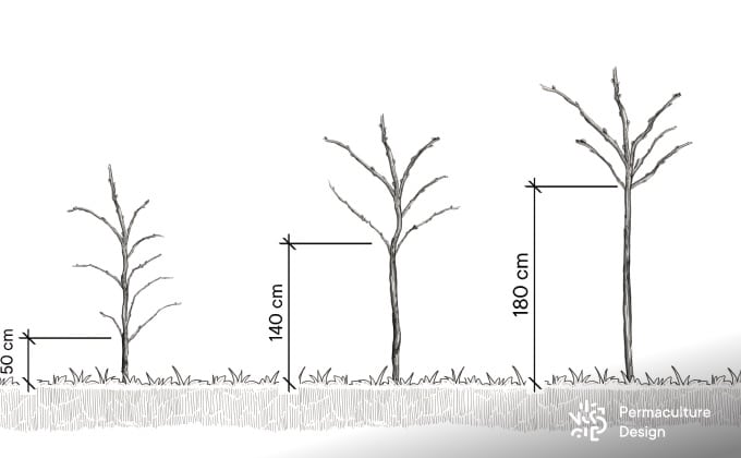 Illustration des différentes hauteurs d’arbres fruitiers basses tiges, demi-tiges ou hautes tiges.