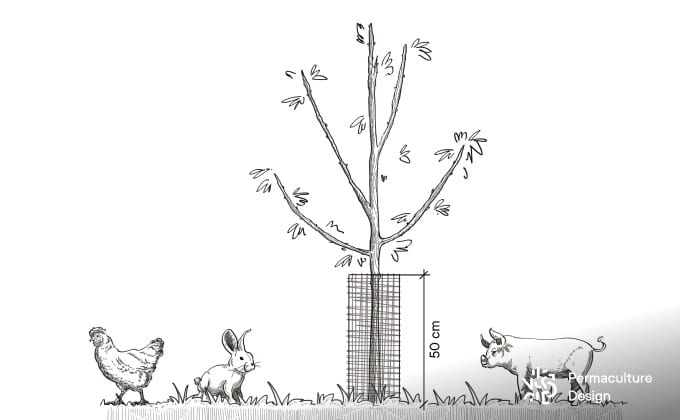 Illustration de ce qu’implique la présence d’animaux pâturant dans le verger (ici de petits animaux type poules, lapins ou cochons Kune Kune), en termes de protection des jeunes arbres fruitiers.