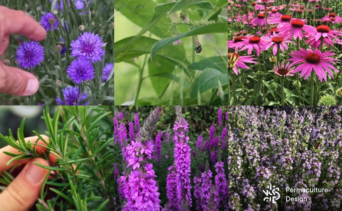 Diverses plantes médicinales : consoude, bleuet, échinacée, salicaire, thym, romarin…