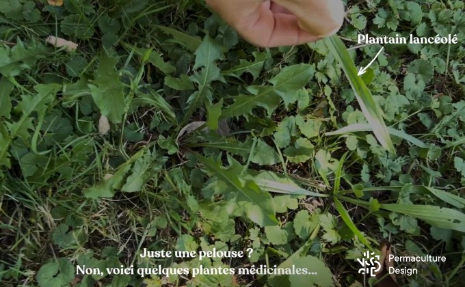 Plantes sauvages médicinales dans une simple pelouse : plantain lancéolé, pissenlit, lierre terrestre…