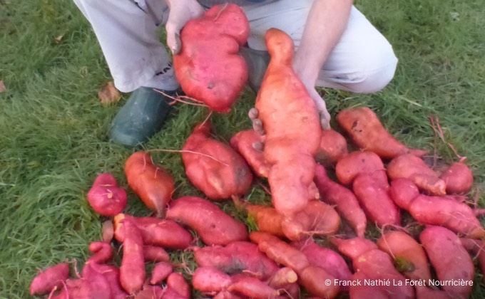 Récolte des patates douces dont certaines faisaient jusqu’à 3 kg.