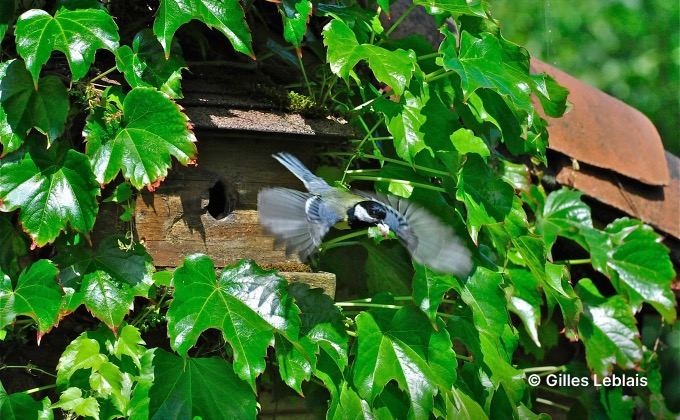 Mésange charbonnière s’envolant d’un nichoir à balcon.