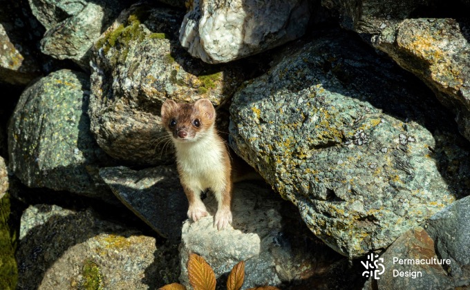Fouine, grand prédateur des oiseaux sauvages, au milieu de rochers.