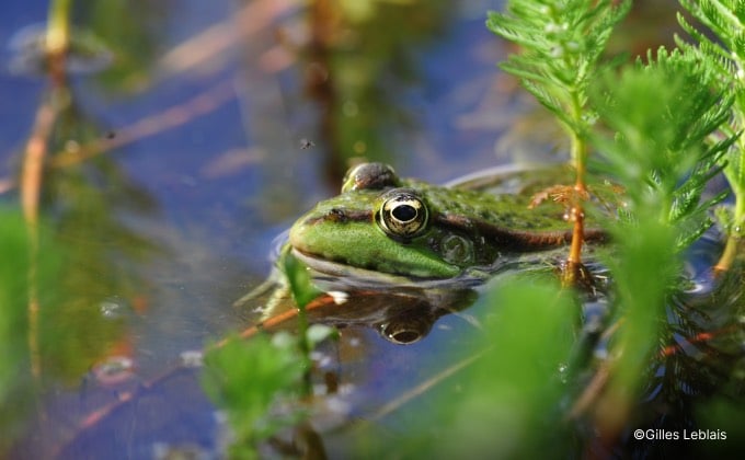 Moustique en vol au-dessus d’une grenouille verte dans une mare naturelle.