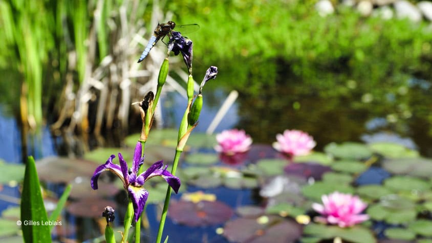 Libellule déprimée sur un iris aquatique en bord de mare naturelle avec des nénuphars.