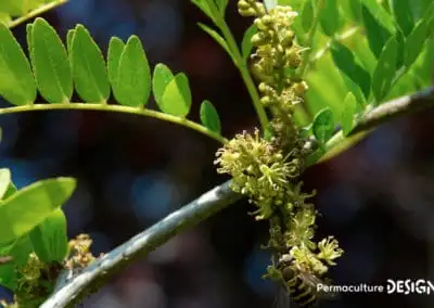 Fleurs du févier d’Amérique butinées par un syrphe (Syrphus ribesii).