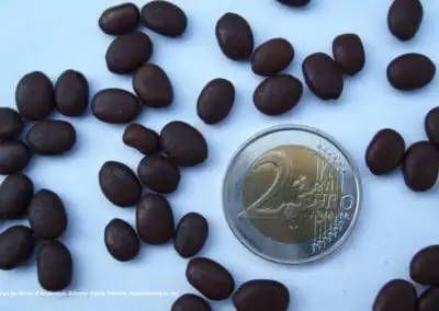 Graines du févier d’Amérique. ©Anne-Marie Moselle Jardinexotique.net comparées à une pièce de 2 euros (plus petites que la pièce)